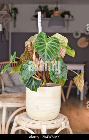 Topical 'Philodendron Verrucosum' houseplant with dark green veined velvety leaves in flower pot Stock Photo