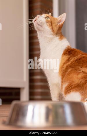 Vertical view of white and orange cat looking up to its owner wating for food in a metal plate Stock Photo