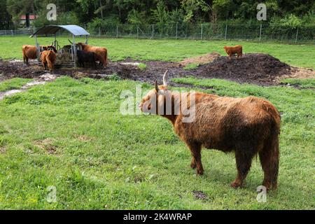 Scottish highland cattle breed in Carinthia state of Austria. Farm pasture in Austria. Stock Photo
