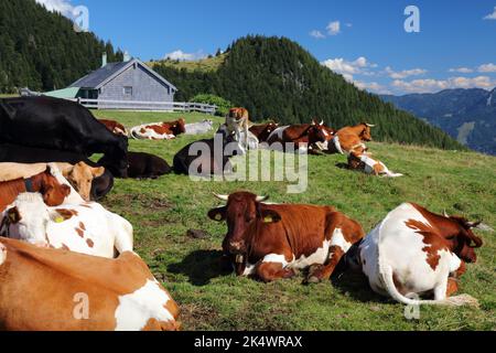 Simmental fleckvieh and Pinzgauer cattle breeds in Salzkammergut region of Austria. Cows on alpine pastures in Austria. Stock Photo