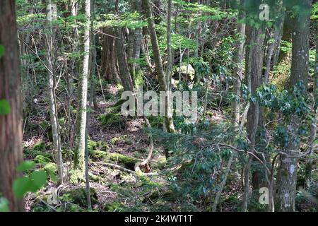 Aokigahara Forest in Japan. Forest near Mount Fuji in Yamanashi Prefecture of Japan, it is also known as Suicide Forest. Japanese natural landmark. Stock Photo