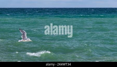 Big white seagull flies over sea water on a daytime, close up photo of the great black-backed gull Stock Photo