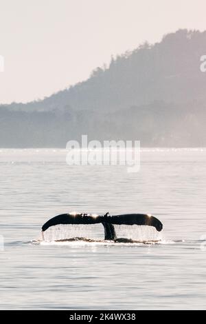 View from behind of humpback whale, Scuttle, in the Salish Sea Stock Photo