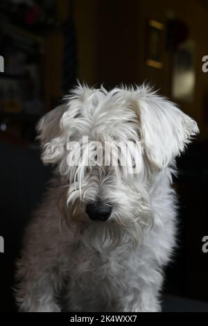 A vertical shot of a white Miniature Schnauzer sitting against a black background Stock Photo