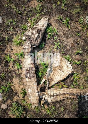 Crocodile skull. Toothy crocodile muzzle skeleton as an interior