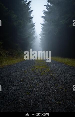 Gloomy and dark forest road during a foggy morning with the best mystic atmosphere in the east of Bohemia. Stock Photo