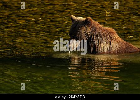 A female grizzly bear (Ursus arctos horribilis) is swimming in the Atnarko River searching for salmon in coastal British Columbia near Bella Coola, Br