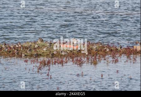 Mixed flock of Dunlin and Ringed Plovers Stock Photo