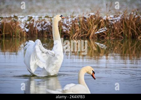 Mute swan flapping wings in winter season (Cygnus olor) Stock Photo