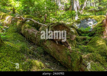 Hiking to the Upper Myra Falls in Strathcona Provincial Park on Vancouver Island Stock Photo