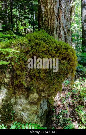 Hiking to the Upper Myra Falls in Strathcona Provincial Park on Vancouver Island Stock Photo