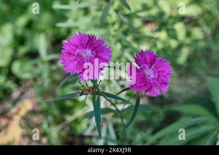Two magenta flowers of plant Carnation field, blooming in meadow, on blurred green background. Stock Photo