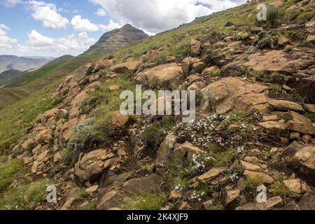 Along the high peaks of the Drakensberg Mountains, with small delicate white and pink red star wild flowers, Rhodohypoxis Baurii, in the foreground Stock Photo