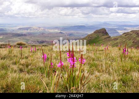 View over the Drakensberg Mountains with purplish pink Drakensberg Watsonia, Watsonia Lepida in full bloom in the foreground Stock Photo