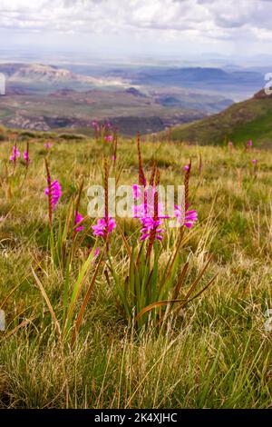 View over the Drakensberg Mountains with purplish pink Drakensberg Watsonia, Watsonia Lepida in full bloom in the foreground Stock Photo