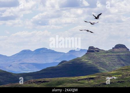 A small flock of southern Bald Ibises, Geronticus calvus, flying over the Drakensberg Mountains of South Africa Stock Photo