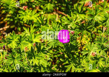 Purple flowers of Wild Geranium maculatum close up. Spring nature, spring garden. Geranium maculatum, the wild geranium is a perennial plant native to Stock Photo