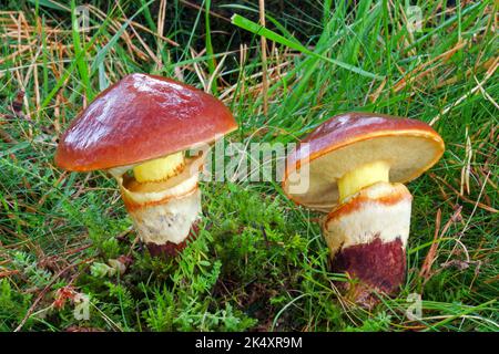 Suillus luteus (slippery jack) is a bolete fungus native to Eurasia. It grows in coniferous forests and is an edible species. Stock Photo