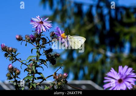 Cabbage white butterfly or Pieris rapae on New England Aster flower. It is a small sized species of family Pieridae. Stock Photo
