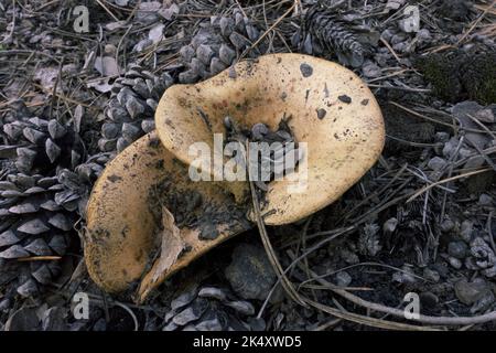 two mushrooms in a pinewood of Etna National Park of Sicily, Italy Stock Photo