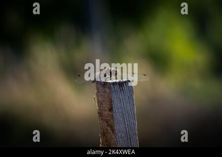 A shallow focus shot of an Odonata Stock Photo - Alamy