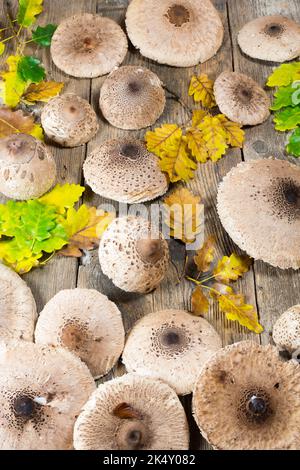 Macrolepiota procera commonly Parasol mushroom background. Mushrooms on the old wooden table. Fungi pattern. Edible species. Autumn vibes. Stock Photo