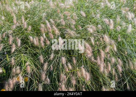 Cenchrus longisetus commonly feathertop grass. Species of Buffelgrasses family. Long style plant. Stock Photo