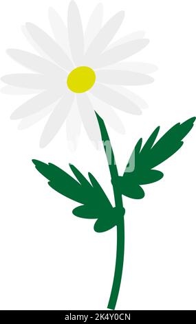 Summer chamomile flower, illustration, vector on a white background. Stock Vector