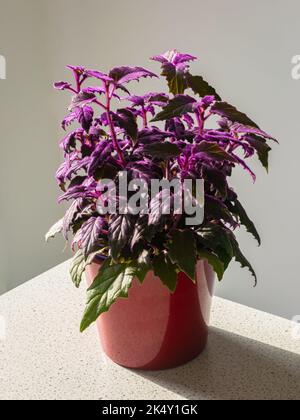 Purple leaved Gynura plant, also known as purple passion. Leaves are covered in soft purple hairs, giving the plant the appearance of a purple sheen. Stock Photo
