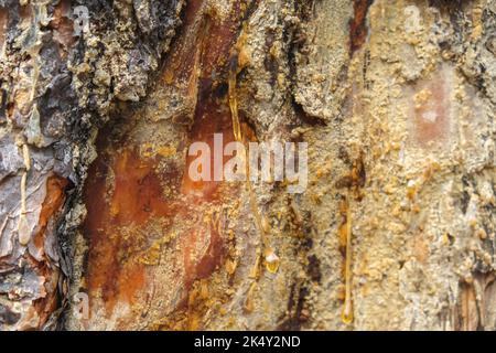 Wood resin coming out of wood. Tree sap coming out of a pine tree. Resin close-up. Extraction of resin from the trunk of a tree. Stock Photo