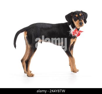Puppy at Christmas time on white background Stock Photo
