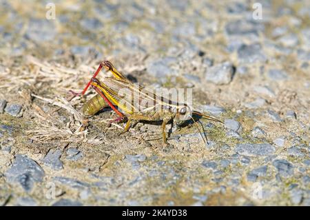 Female Red-legged Grasshopper (Melanoplus femurrubrum) laying eggs on the ground facing camera. Stock Photo