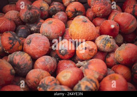 a lot of mini pumpkin at outdoor farmers market. Stock Photo