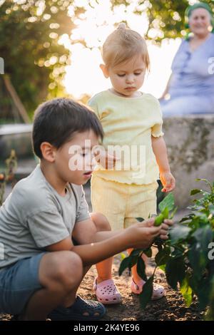 Family with two kids harvesting vegetables in the garden. Vacation with grandparents in the village. Farmers family with harvest. Stock Photo