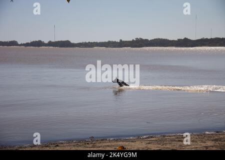 dog playing in the river with man Stock Photo
