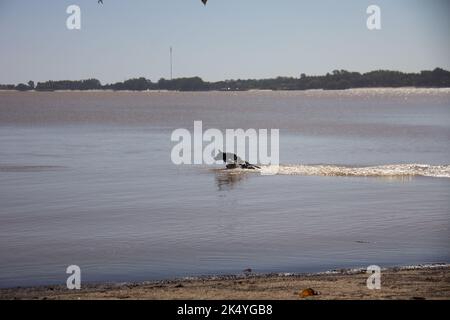 dog playing in the river with man Stock Photo
