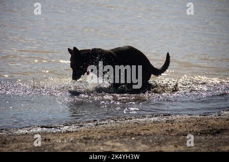 dog playing in the river with man Stock Photo