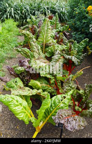 Fresh green leaves with red and yellow stems of Swiss Chard 'Bright Lights' Stock Photo