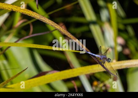 Blue dasher dragonfly (Pachydiplax longipennis), Delaware Botanic Gardens, Dagsboro, Delaware Stock Photo