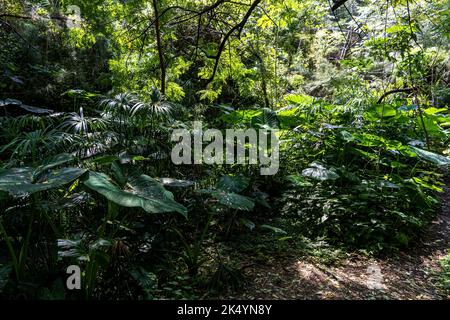 rainforest in mexico latin america, sunlight, leaves with water droplets Stock Photo