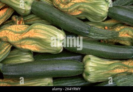 FRESHLY HARVESTED COURGETTES (ZUCCHINI, SUMMER SQUASH OR BABY MARROW. Stock Photo