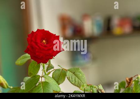 A red rose in bloom on a sunny morning, bright and blurry indoor garden background Stock Photo