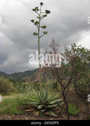 Blooming Agave Century Plant in Texas on Cloudy Day Stock Photo