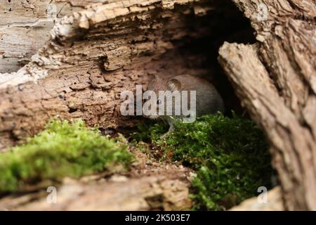 A cute wild Bank Vole, Myodes glareolus, foraging for food in a log pile. Stock Photo