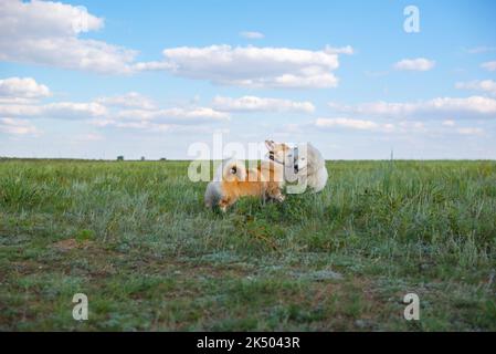 samoyed and corgi dogs play in nature Stock Photo