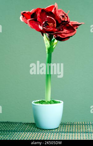 Amaryllis künstlich Stock Photo