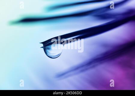 Drop of rain on the needles of the pine branch close up. Nature background. Stock Photo
