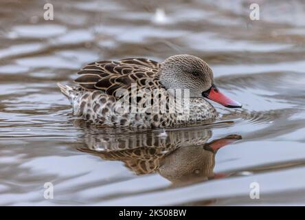 Cape teal, Anas capensis, swimming on lake, in early winter. Southern Africa. Stock Photo