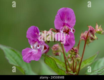 Himalayan balsam, Impatiens glandulifera, in flower on river bank, Dorset. Invading non-native plant. Stock Photo