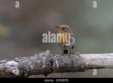 Juvenile European Robin, Erithacus rubecula, in late summer. Stock Photo